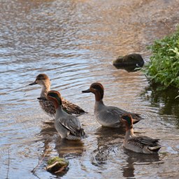 Чирки-свистунки - «Общество Крыма»
