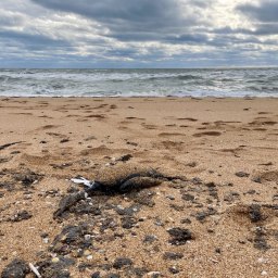 Год спустя: и снова птицы? - «Происшествия Крыма»