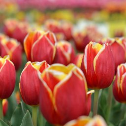 Девчонки, с весной! - «Общество Крыма»