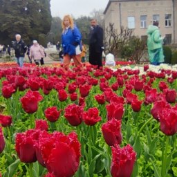 Добро пожаловать на парад - «Общество Крыма»