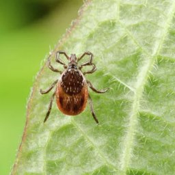 Более 6000 жителей Крыма и других регионов России пожаловались на укусы клещей - «Здоровье Крыма»