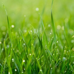 Число заболеваний боррелиозом после укусов клещей выросло в Крыму - «Здоровье Крыма»