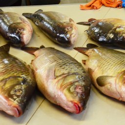 «Искусственный нос» для рыбы - «Общество Крыма»