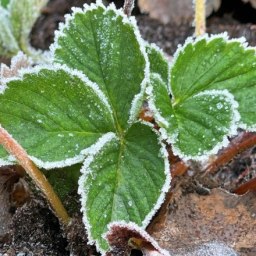 Крымчан предупредили о заморозках - «Новости Крыма»