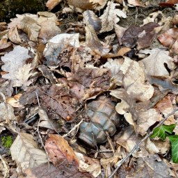 Опасная лесная находка - «Происшествия Крыма»