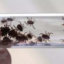 Крым оказался в списке регионов с высоким риском заражения клещевым энцефалитом - «Новости Крыма»